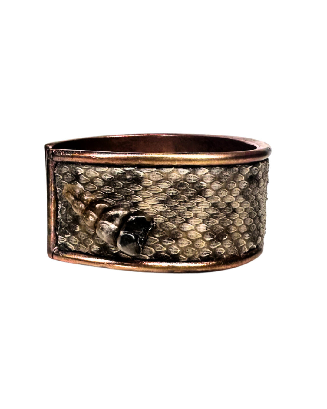 Close-up of handcrafted prairie rattlesnake skin rustic cuff bracelet with preserved rattler detail on a gold cuff bracelet base, handcrafted in Shreveport, LA by Redd Dott Jewelry.